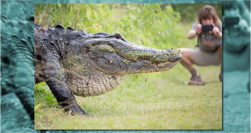 Cocordilo en Florida