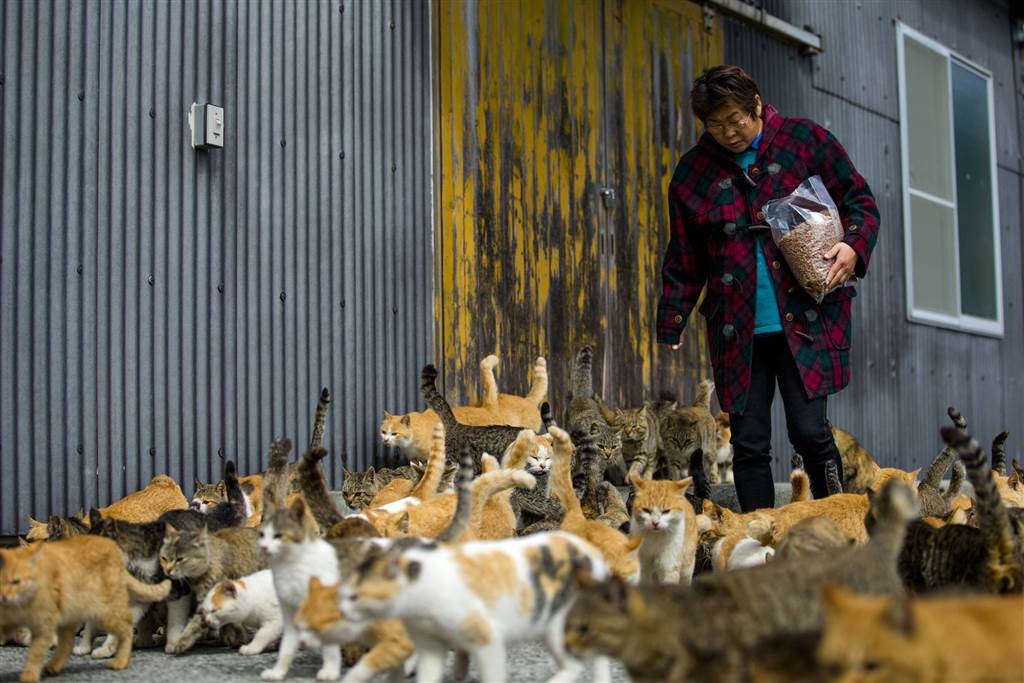 Una remota isla de Japón que es gobernada por gatos | Planeta Curioso