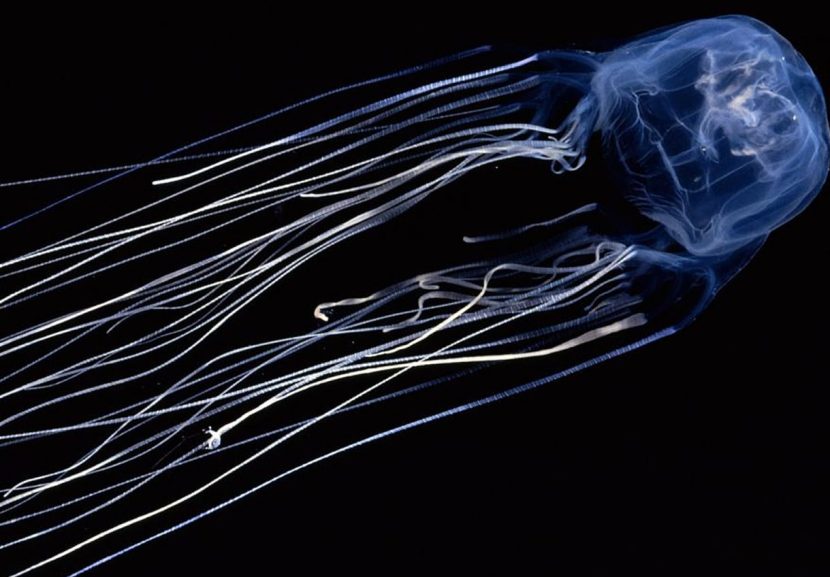 datos curiosos de las medusas