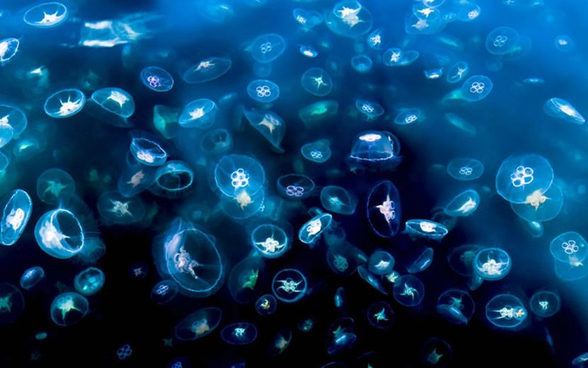 curiosidades de las medusas