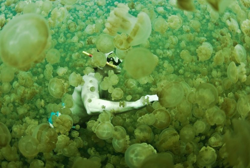 curiosidades de las medusas
