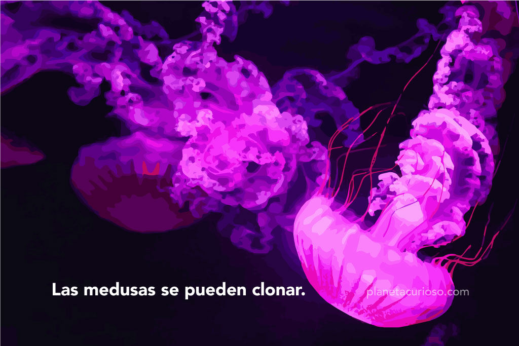 curiosidades de las medusas