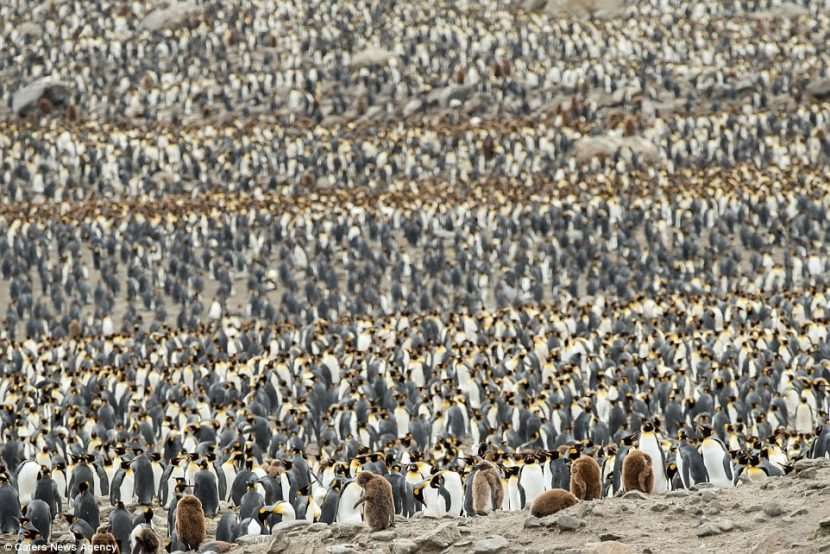 datos curiosos de los pingüinos
