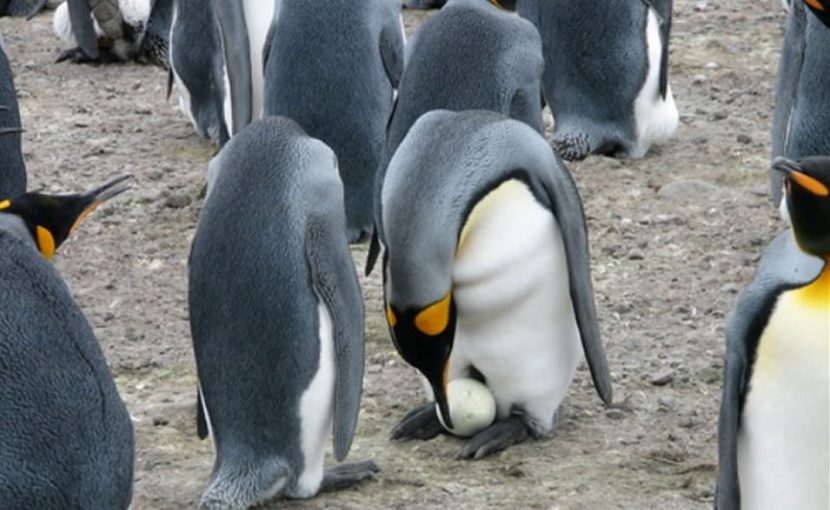 datos curiosos de los pingüinos