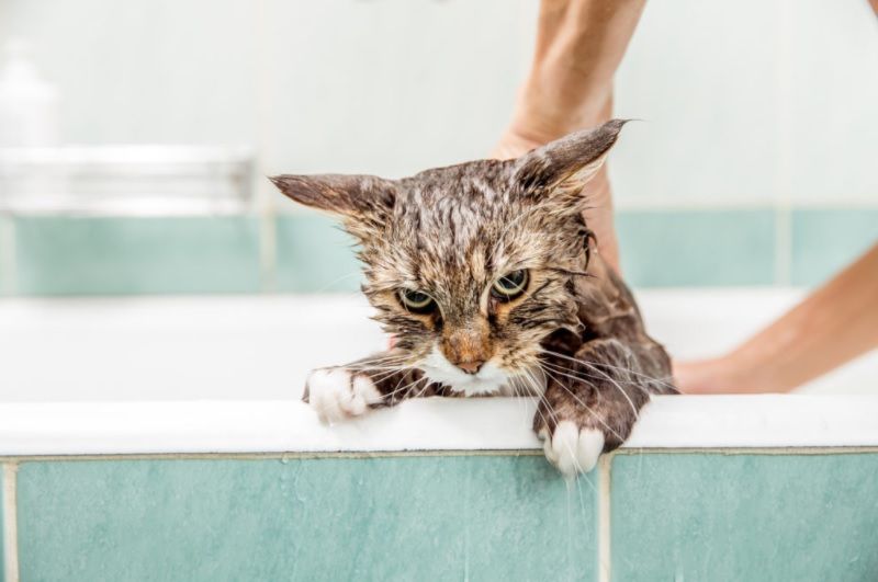 por que los gatos odia el agua