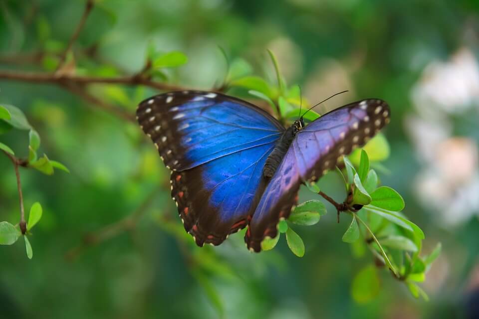 curiosidades de las mariposas