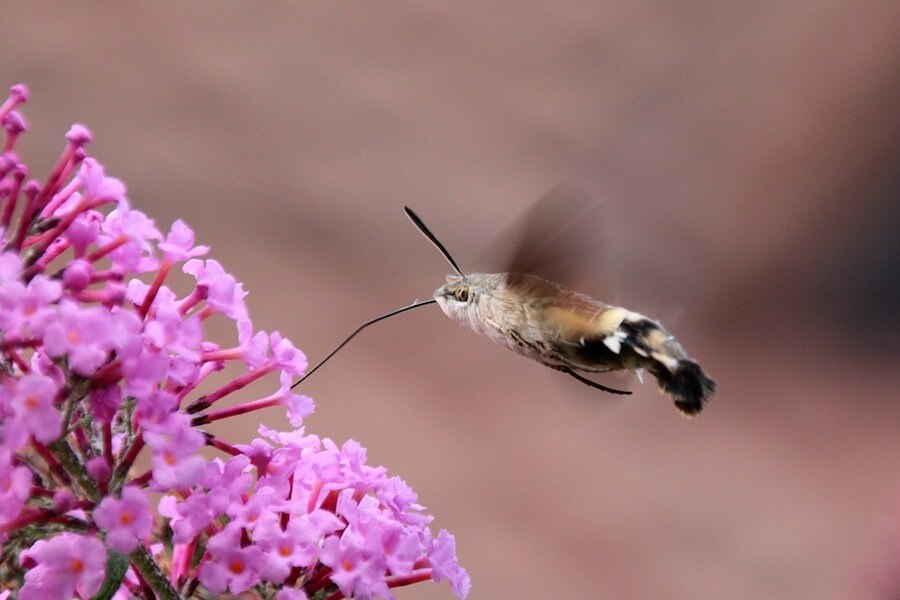 curiosidades de las mariposas