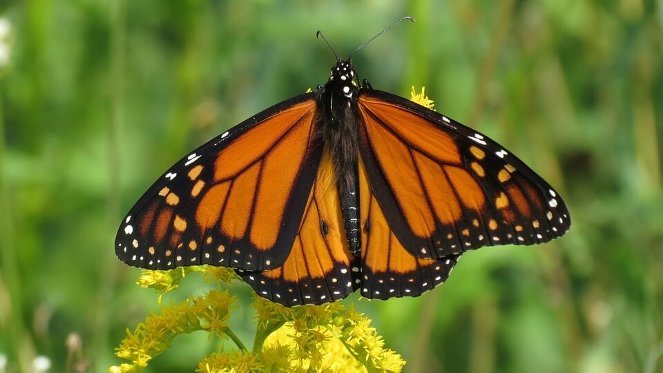 curiosidades de las mariposas