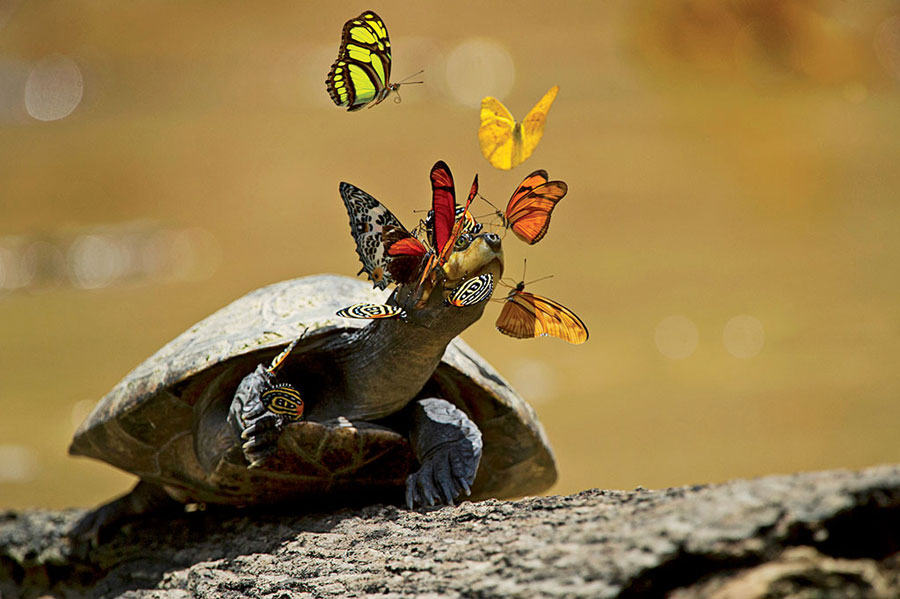 curiosidades de las mariposas