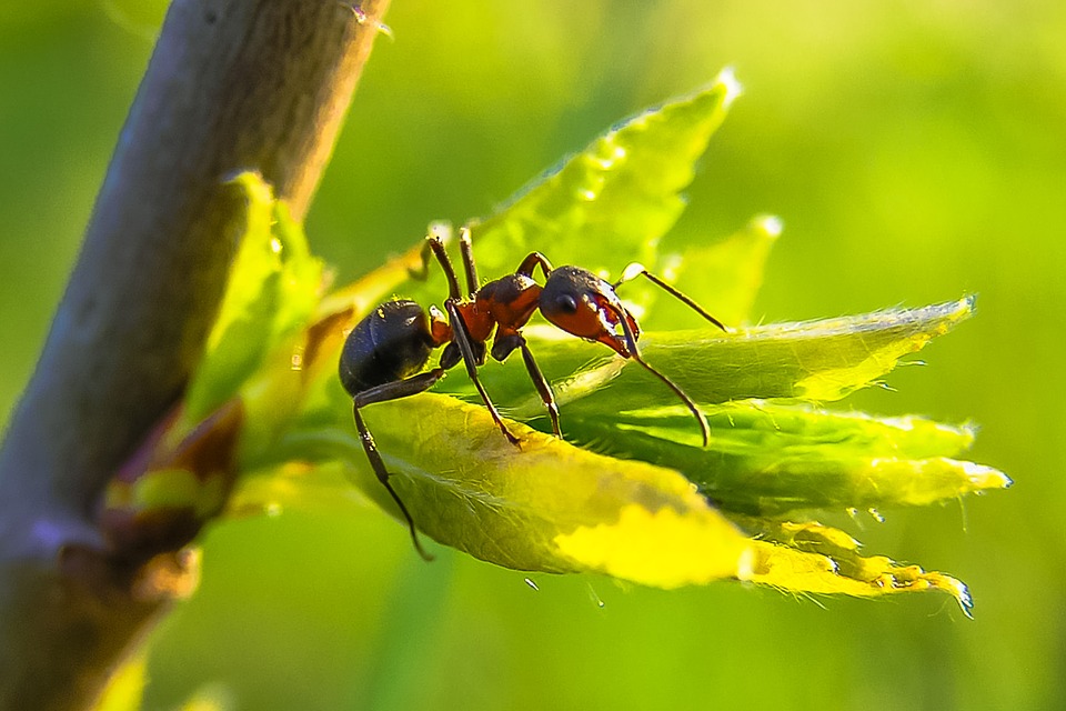 curiosidades de las hormigas