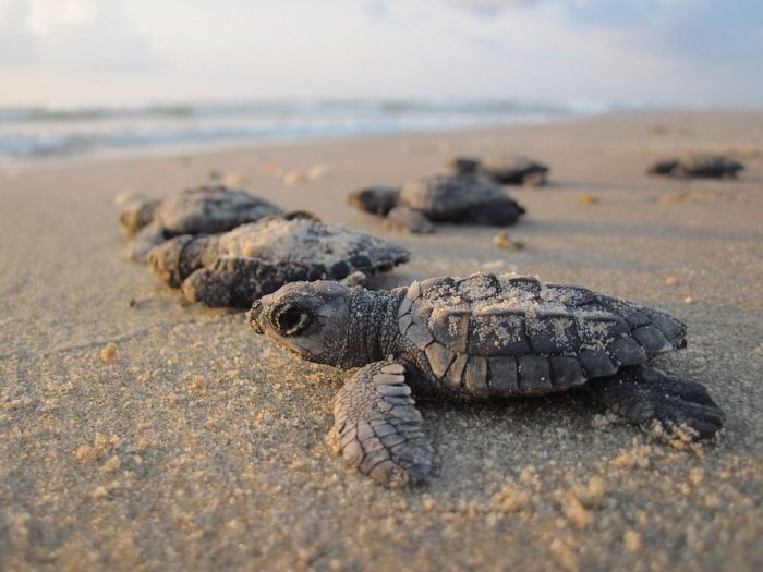 Datos Curiosos de las tortugas