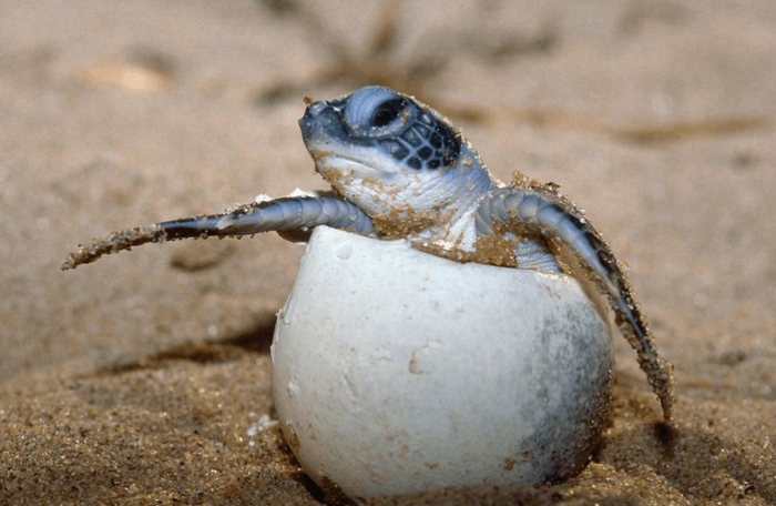 cómo nacen las tortugas