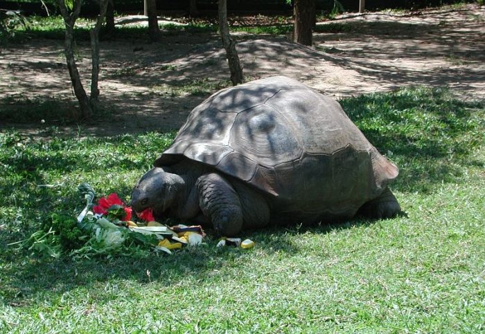 tortuga harriet