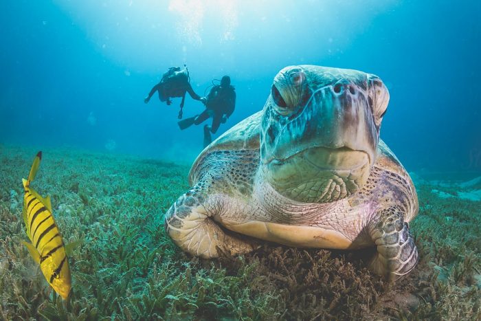 curiosidades de las tortugas