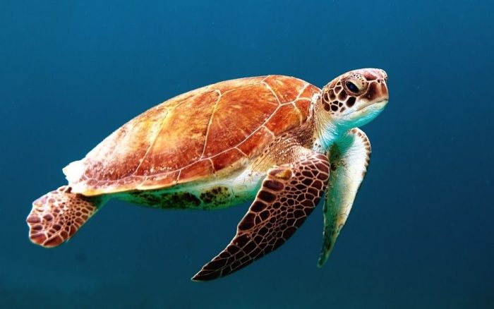 curiosidades sobre las tortugas