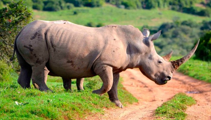 datos curiosos sobre los animales