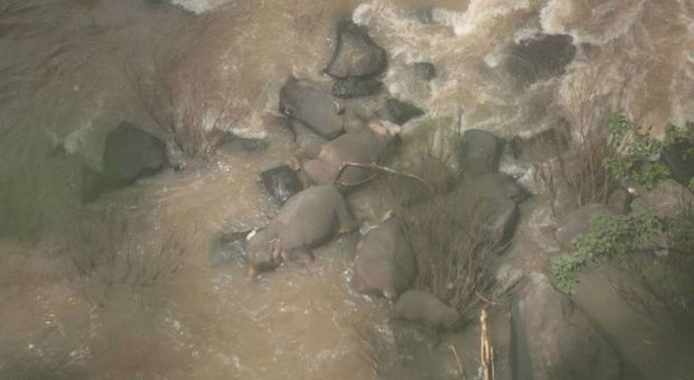 Elefantes mueren en una cascada