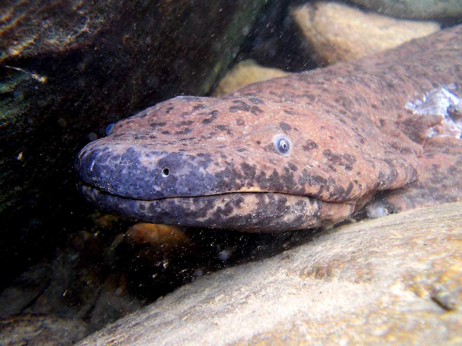 datos curiosos sobre los animales marinos