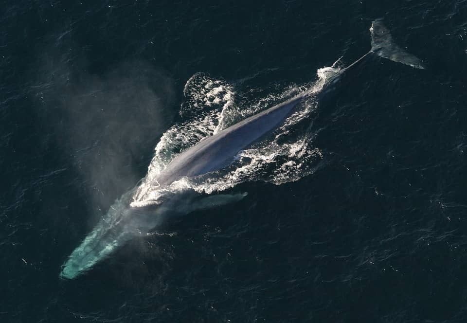 La ballena es el animal más grande del mundo