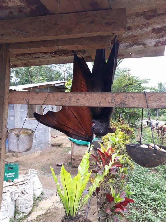 Zorro Volador Filipino