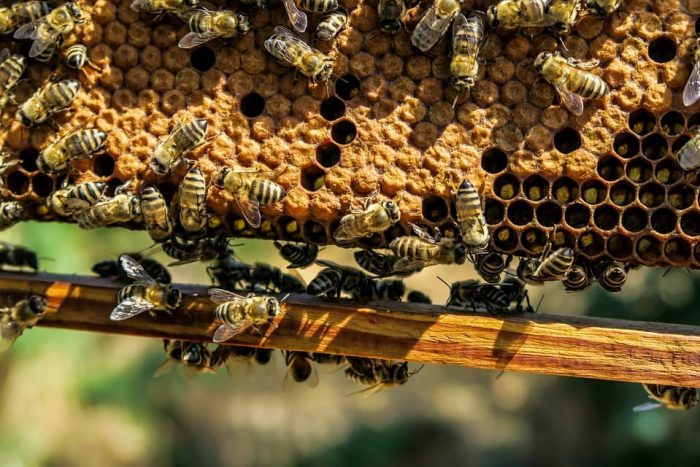 Una colmena de abejas