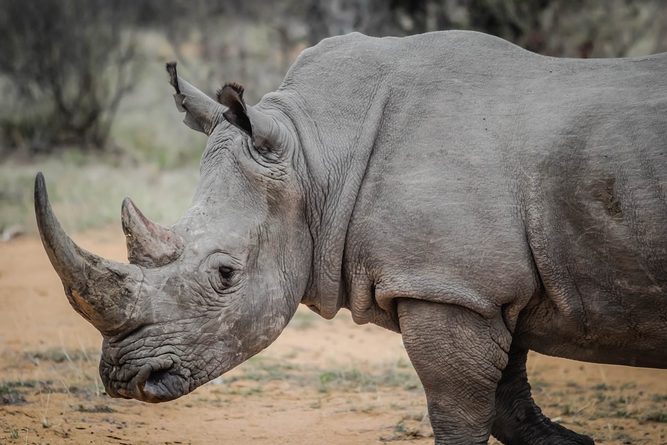 curiosidades de los rinocerontes