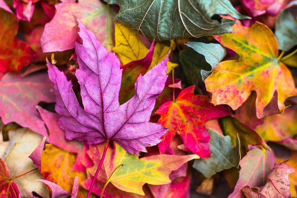 ¿Por qué cambian las hojas de color en otoño?