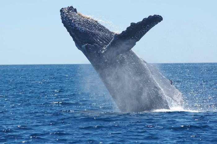 Curiosidades de las ballenas