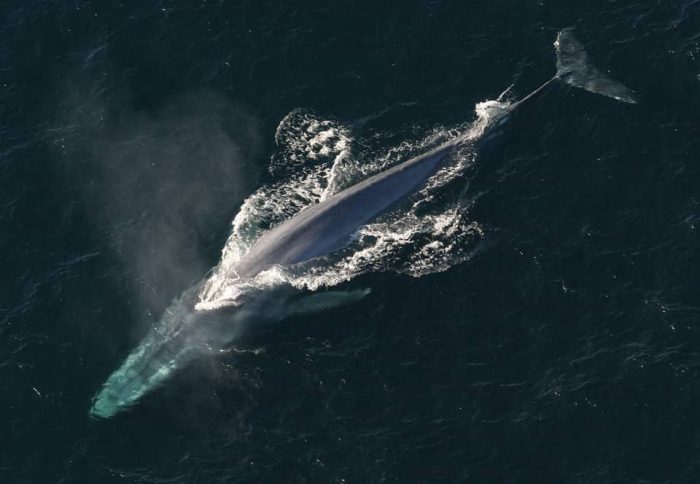 datos curiosos de las ballenas