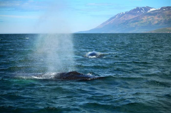 datos curiosos de las ballenas