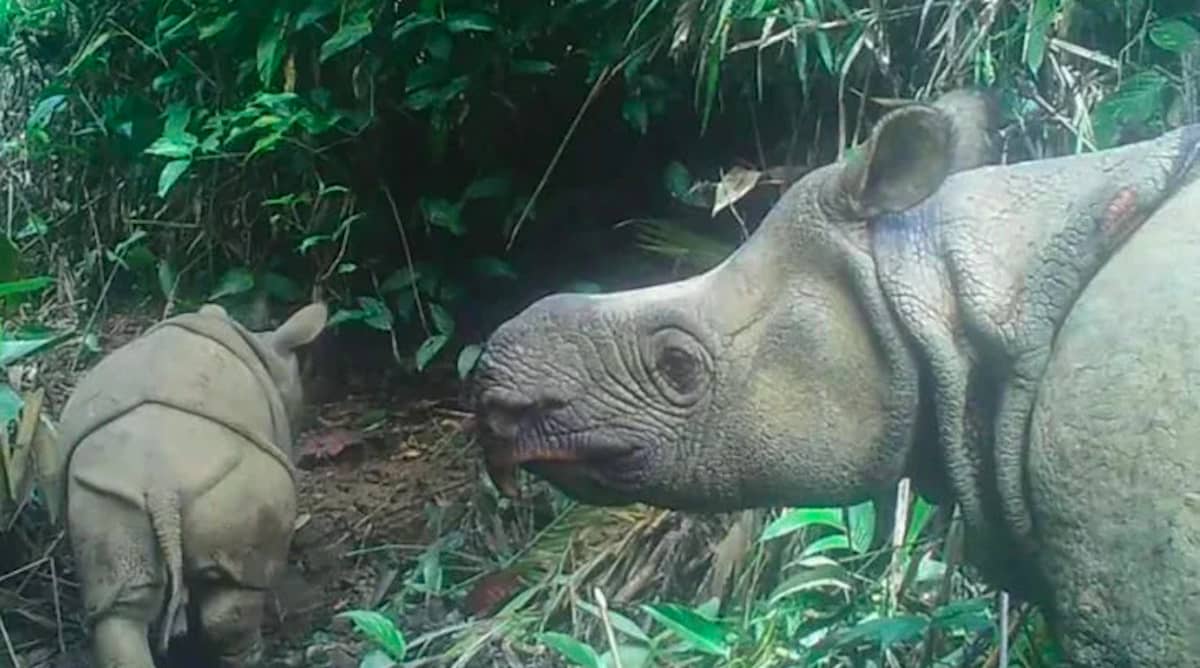 Rinocerontes Java crías
