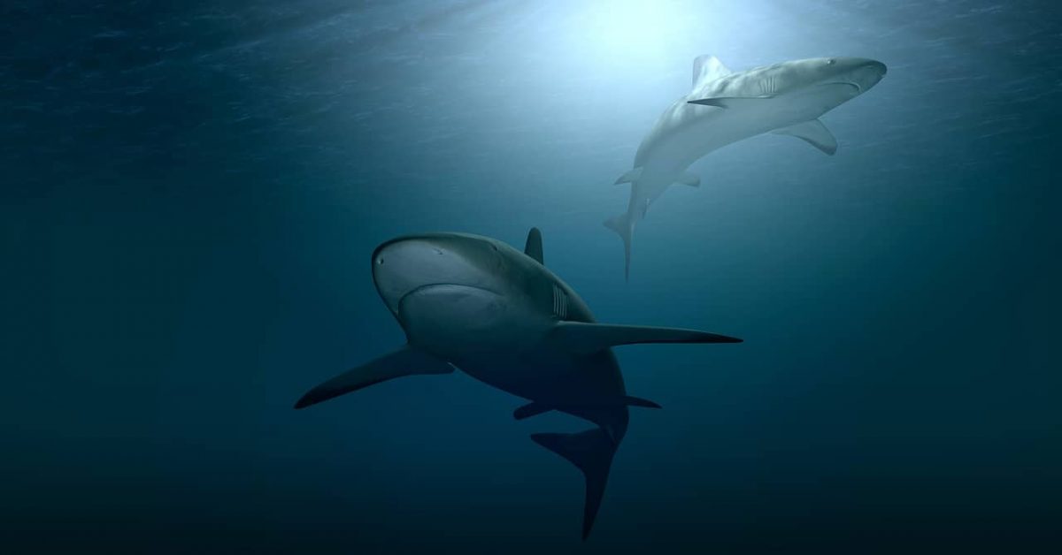 Curiosidades de los tiburones