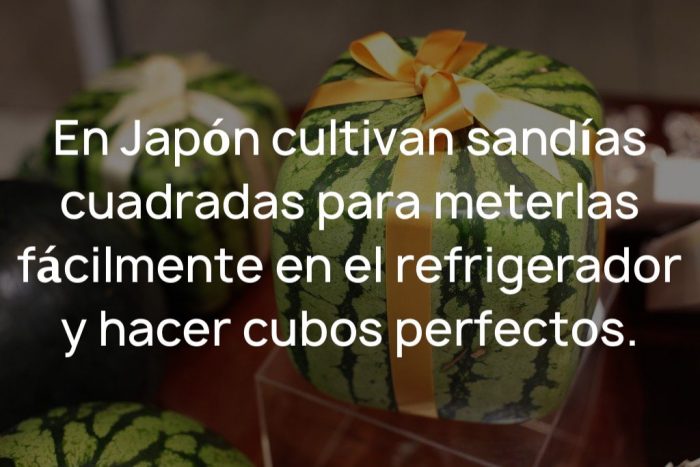datos curiosos cortos