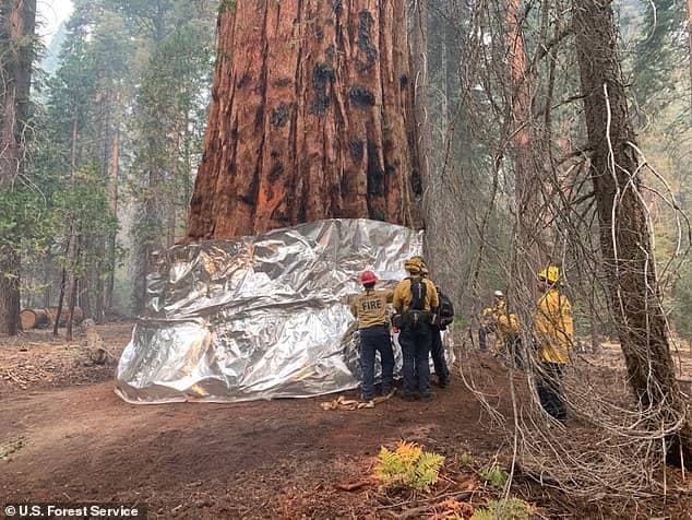 Envuelven aluminio arboles secuoyas ante incendios