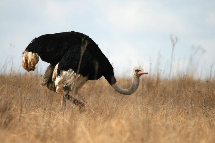 curiosidades sobre avestruces