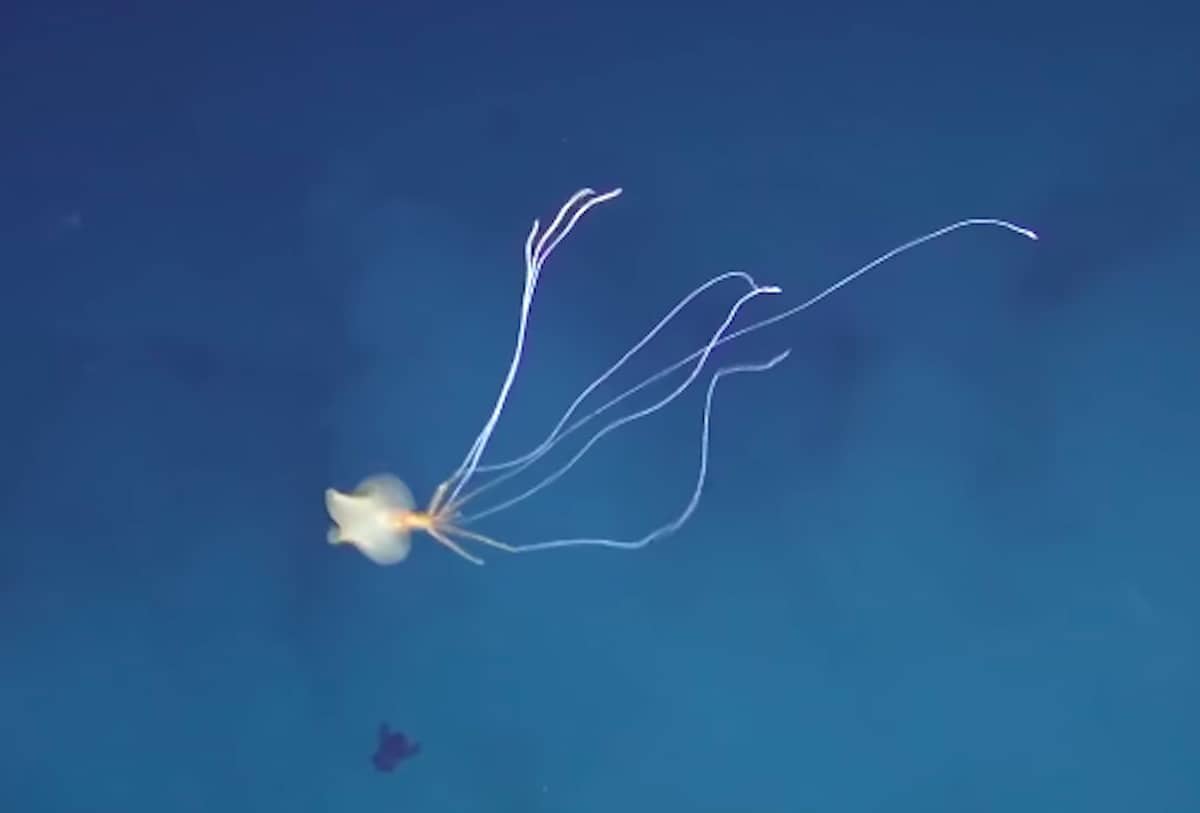 Calamar aletas grandes