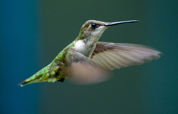 curiosidades de los colibríes