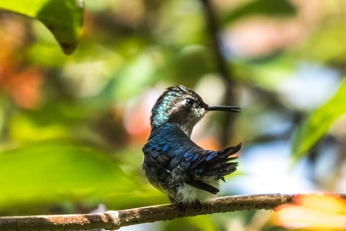 curiosidades de los colibríes