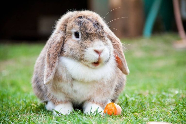 Curiosidades sobre los conejos