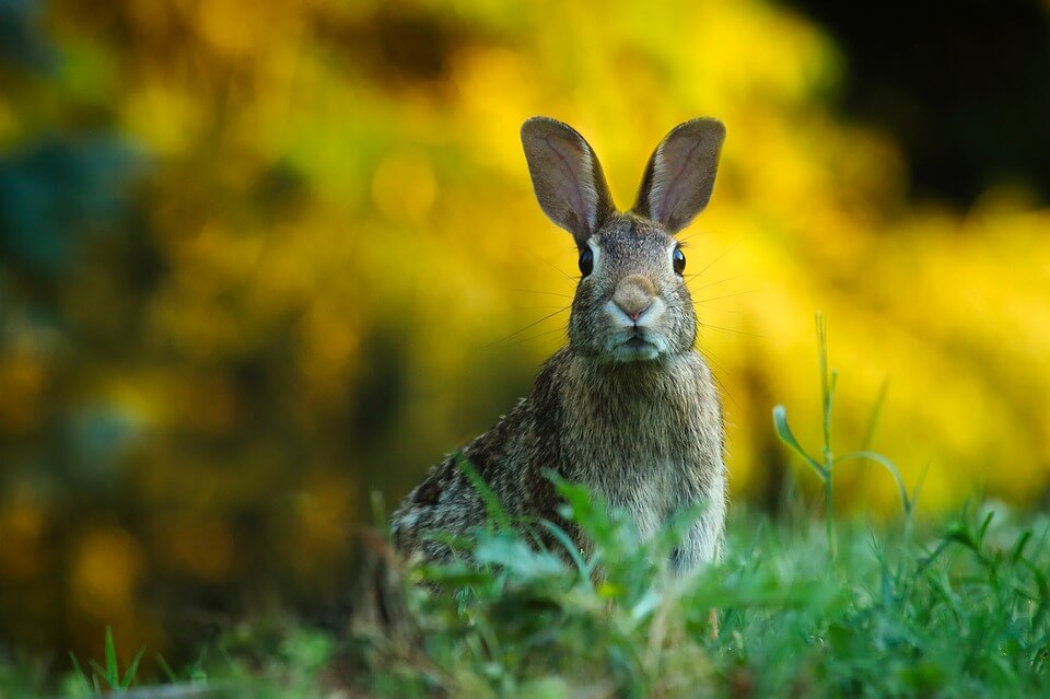 curiosidades sobre los conejos, datos curiosos conejos