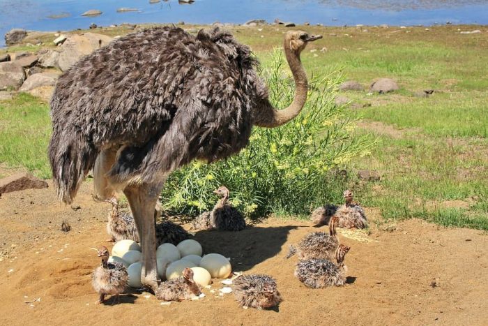 curiosidades sobre las avestruces