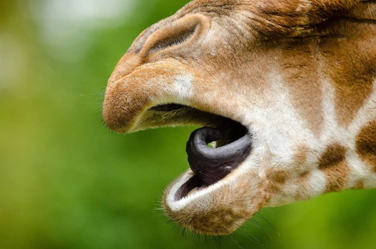 Porqué lengua de jirafa es casi negra