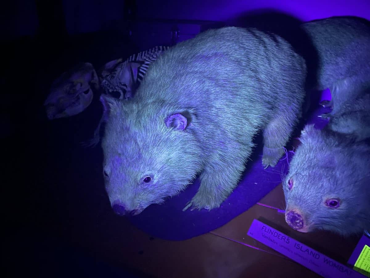 Wombats son biofluorescentes
