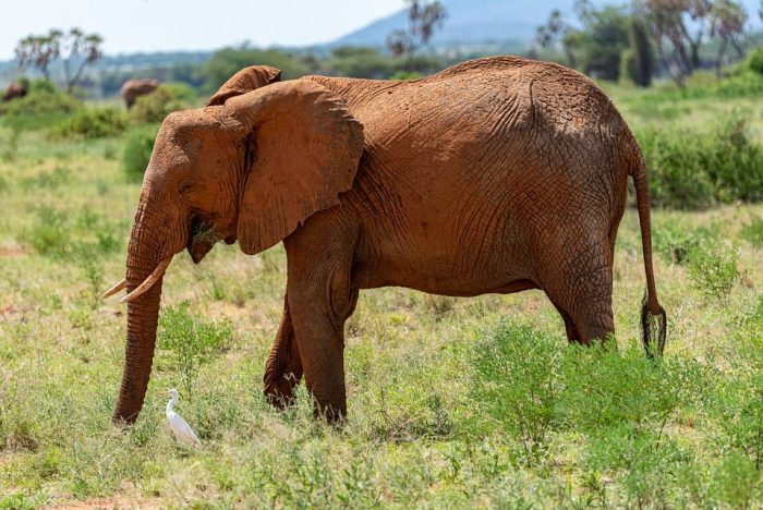 Elefante comiendo en un paisaje