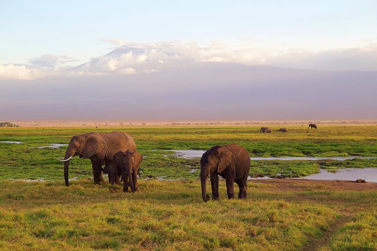 Elefantes paisajistas