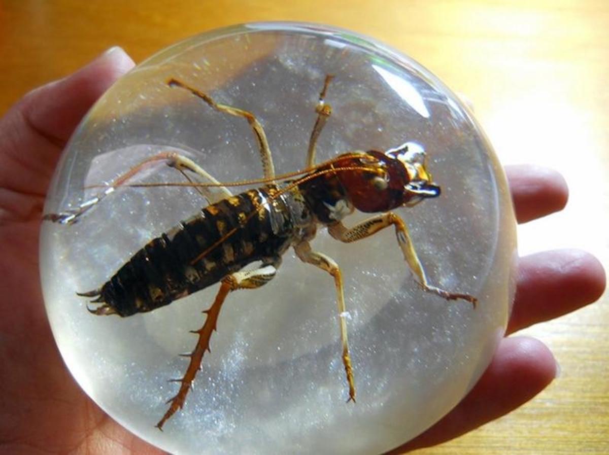 weta insecto se congela en invierno