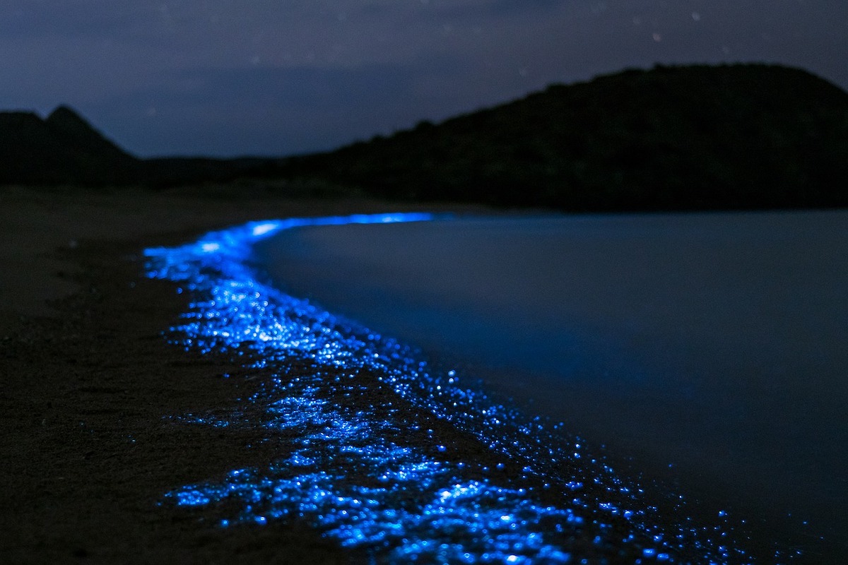 Criaturas Bioluminiscentes brillan cambio climático