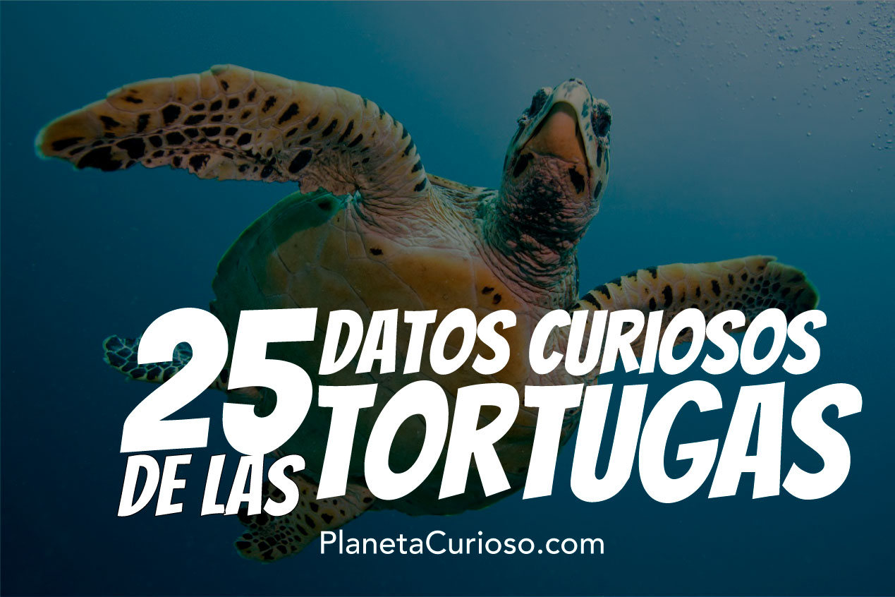 datos curiosos de las tortugas