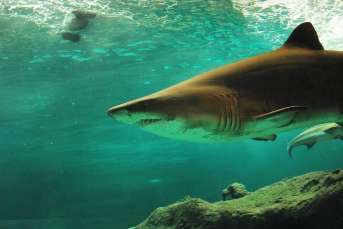 Biomimética: Ejemplos. Piel de tiburón