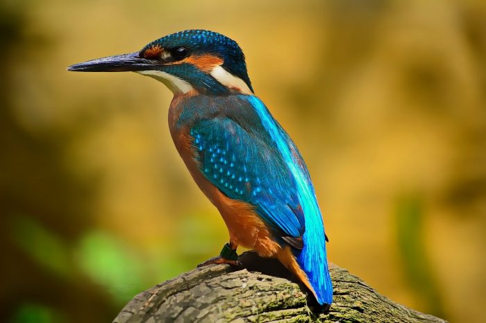 Biomimética: Ejemplos. Martín Pescador